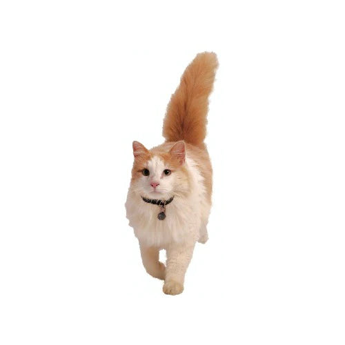 PetSafe – Staywell – Magnetic Collar Key – SPECIAL ORDER